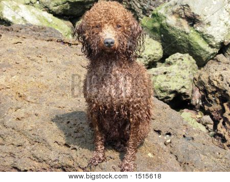 Dirty Dog på stranden