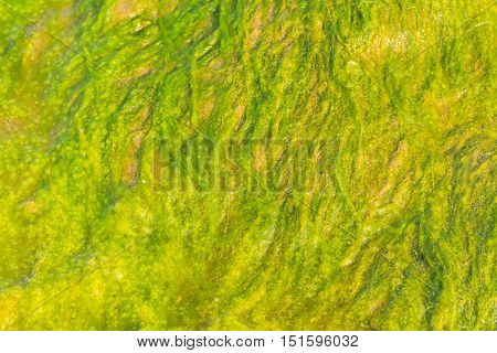 Close up green slime from algae in lake