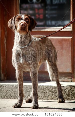 A dog is determined outside the shop.
