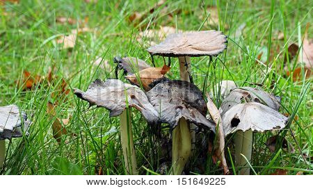 A bunch of Mushrooms growing in the Autumn season selective focus.
