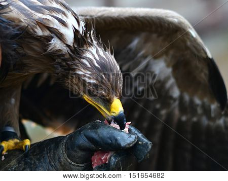 hawk eating flesh from bird fancier hand
