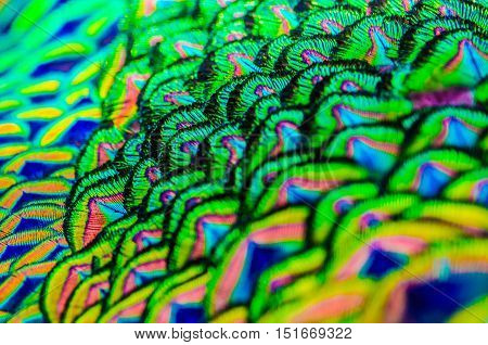 Outfocus Of Peacock Feathers Is Colorfull For Use Backgroud And Texture.