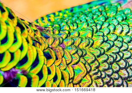 Peacock Feathers Is Colorfull For Use Backgroud ,texture And Wallpaper.