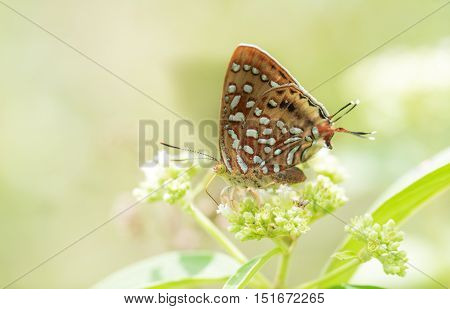 Butterfly name Aberrant Silverline in the nature.