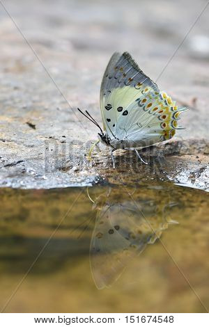 Jewelled Nawab Butterfly