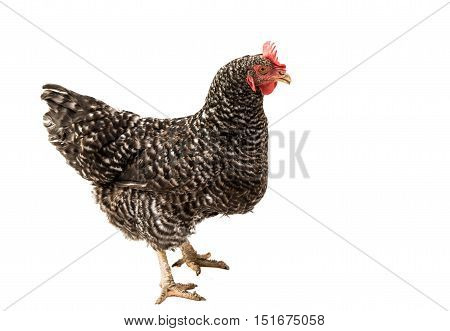 chicken gray hen isolated on white background