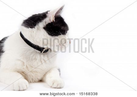 Ritratto di gatto