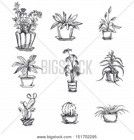 Hand drawn houseplants in pot set. Plant art graphic, element floral houseplant. Vector illustration.