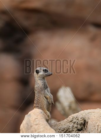 Little Meerkat Standing In The Stone