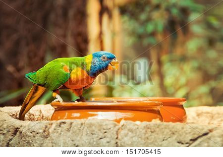 Green parrot near the feeders eating fruit. Rainbow lorikeet