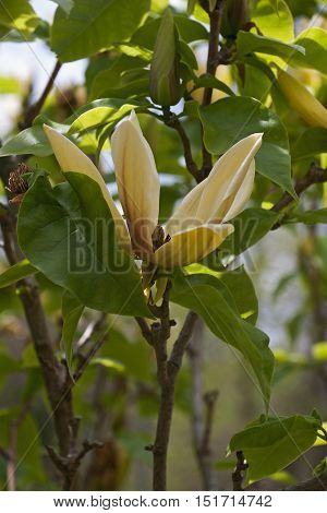 Hattie Carthan magnolia (Magnolia brooklynensis Hattie Carthan). Hybrid between Magnolia brooklynensis and Magnolia brooklynensis Evamaria