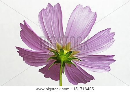 Garden cosmos (Cosmos bipinnatus). Called Mexican Aster and Cut Leaf Cosmos also. Image of flower isolated on white background
