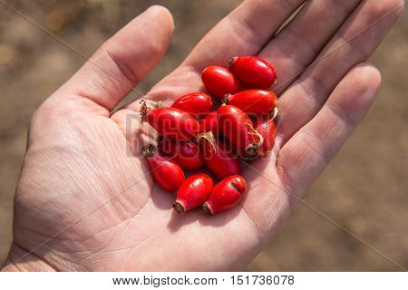 Ripe Berries Of Wild Rose In Hand