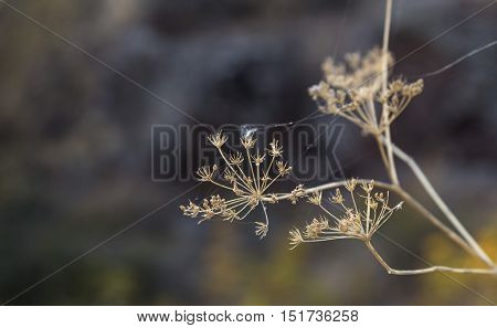 Dried Dill Flowers In The Wild