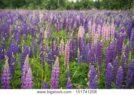 pink and purple Lupins in Arrowtown New Zealand