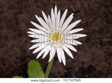 Single White Barberton Daisy Covered With Raindrops