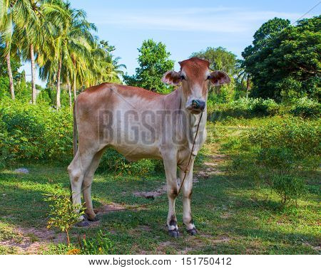 Young red cow in the meadow. Tropical landscape with palm trees. Green grass and baby cow. Domestic animal portrait. Cute small cow sight. Red and brown cow looking in camera. Agriculture in Asia