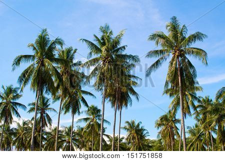 Palm trees grove. Sunny day on exotic island in Asia. Coco palm tree leaf and crowns on blue sky background. Tropical nature. Coconut palm garden. Optimistic image for banner template with text place