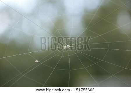 a cobweb in the sunshine without spider
