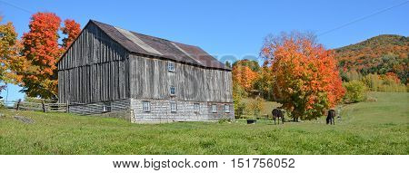 BROMONT QUEBEC CANADA 10 11 2016: Horses beside an old farm in country side of Bromont it is in the Brome-Missisquoi Regional County Municipality