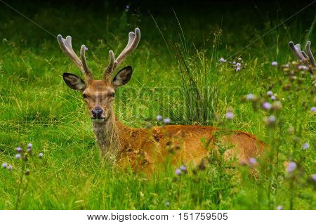 Red deer stag lying in a meadow