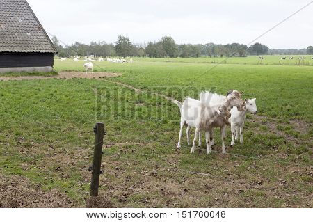 white goats and barn in dutch green meadow near Woudenberg in the province of Utrecht