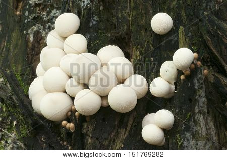 Puffball mushrooms on a stump - Lycoperdon pyriforme in a moss