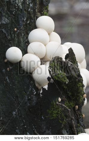 Puffball mushrooms on a stump - Lycoperdon pyriforme in a moss