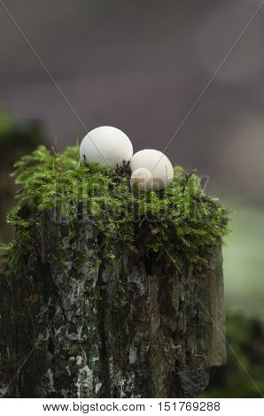 Puffball mushrooms on a stump - Lycoperdon pyriforme in a moss