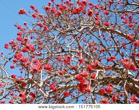 Blossom of Coral Tree in Ramat Gan Israel March 15 2011
