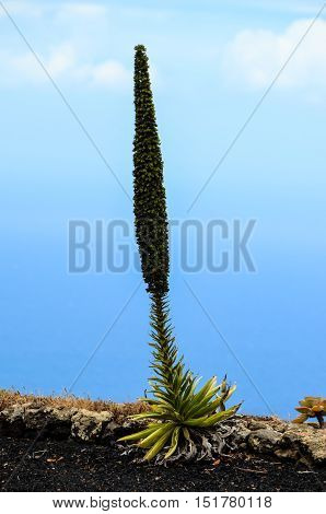 Green Succulent Flower