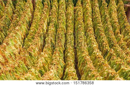 Classical way of drying tobacco in barn