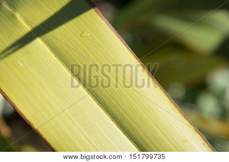 Close up of a flax leaf showing its fine texture
