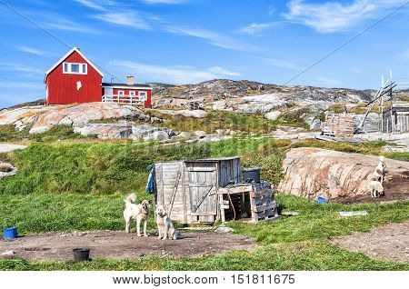 Greenland Dogs resting in Rodebay settlement, Greenland. The Greenland Dog (also known as Greenland Husky) is a large breed of husky-type dog kept as a sled dog and for hunting polar bear and seal.
