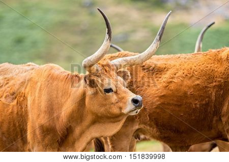 Barrosa cow as a part of a herd of barrosa cows.