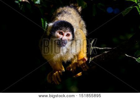 in the trees there are squirrel monkey