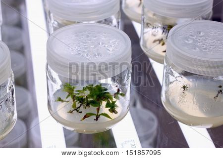 Meristem tissue culture laboratory for plant growing.