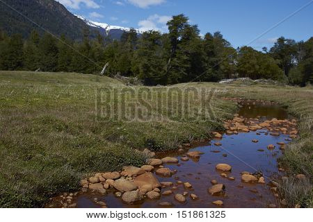 Stream tainted orange by naturally occurring oxides and bacteria, flowing across a meadow towards the River Frio on the Carretera Austral road in the Aysen Region of southern Chile.