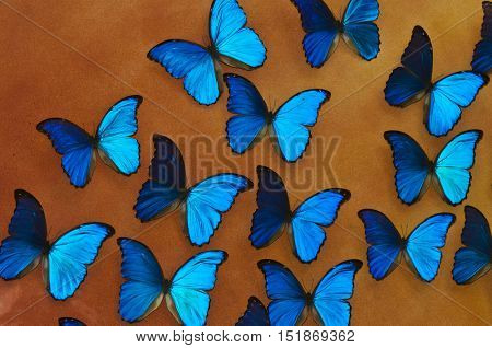 Background with many blue morpho ( morpho peleides) butterflies, top view