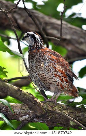 Full Length Quail