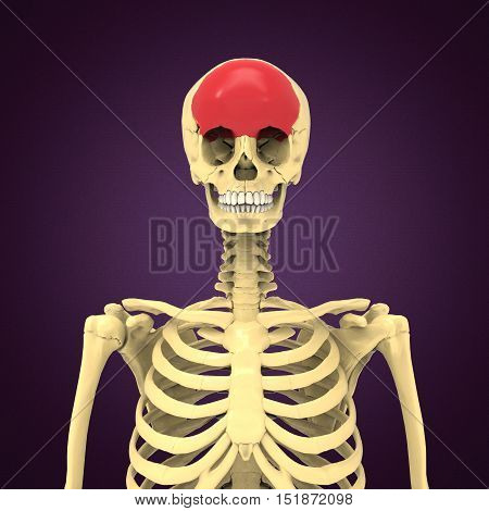 3D Render Frontal Bone Highlighted Red system