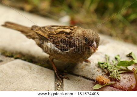 Nature, animals, birds, Sparrow, Sparrow, bully, Passer domesticus, Fringilla domestica, a family of passerine birds, Passeridae, koroblenie