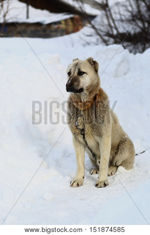 Nature, animal, beast, dog, alabay, Canis lupus familiaris, domestic animal, fauna