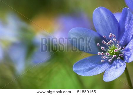 Lovely Flower Hepatica