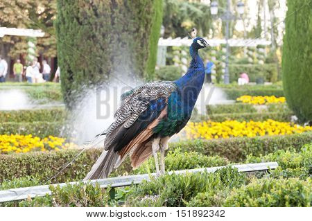 Peacock in public garden. Picture taken in Cecilio Rodriguez gardens Retiro Park Madrid Spain