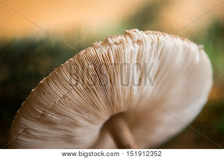 Close Up On Parasol Mushroom (macrolepiota Procera Or Lepiota Procera)