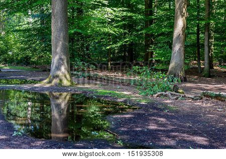 Dark forest with a large tree reflected in a puddle.