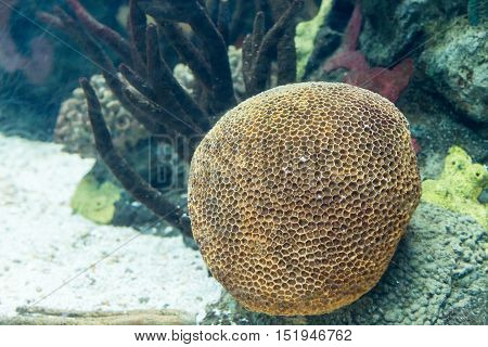 Underwater Colored Actinia In Aquarium