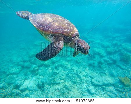 Sea turtle in blue water. Green sea turtle diving in coral reef. Sea tortoise. Green turtle swims in sea. Snorkeling with turtle in lagoon. Aquatic image for banner template or poster with text place