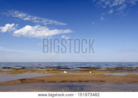 Deserted coast of the Baltic Sea in the early spring. Seagulls